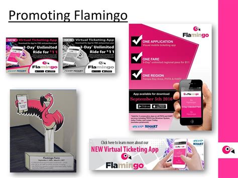 tampa bay flamingo card balance